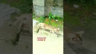 Cat lover রা কোথায়। #viralvideo #youtubeshorts #shortvideo #shortsvideo #family #cat