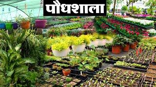 नर्सरी से लाये पौधे और लगाए | Nursery Plant Business (Paudhshala)  Kushinagar Up