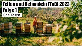 Teilen & Behandeln (TuB) 2023 - Folge 1 - Das Teilen - Zander (einzargig, zweizargig, 2/3) & Zadant.