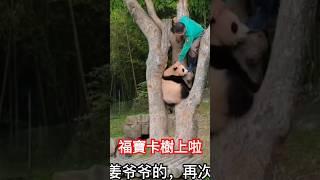 看完學會救熊貓푸바오 #福寶 #熊貓 #大熊貓 #熊貓福寶 #panda #pandalove #韓國 #愛寶樂園 #愛寶 #動物的奇異行為 #푸바오 #fubao #福寶姜爺爺