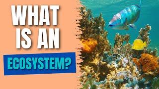 What is an Ecosystem? | Populations, Communities, Abiotic & Biotic Factors