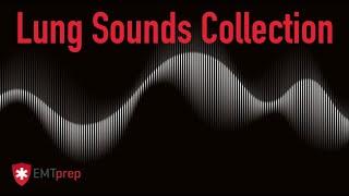 Lung Sounds Collection - EMTprep.com