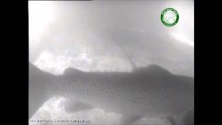 Fish Cam Telling Sea Trout From Salmon