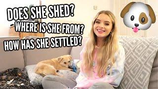 Answering all your questions about Pinky! | sophdoesvlogs