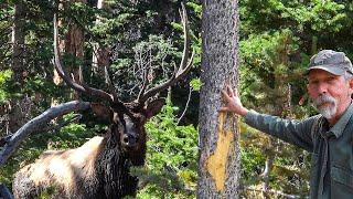 ELK HUNTING in GRIZZLY COUNTRY! -WYOMING PUBLIC LAND