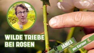 Wildtriebe bei Rosen sicher erkennen und entfernen! | James der Gärtner