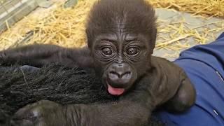 Watch Abeo Grow at Louisville Zoo: A Gorilla Update