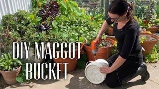 MAGGOT BUCKET FOR MUSCOVIES - Free Food For Ducks