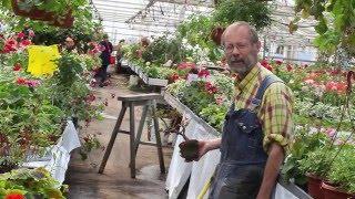 Sune Trygg s fantastiska pelargoner ! Se här!