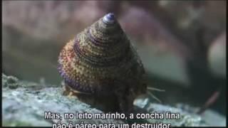 BIOLOGIA-ARTHUR  SIMÕES-O jogo da sobrevivência   moluscos