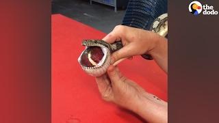 Snake Gets Tennis Ball Massaged Out of Throat | The Dodo