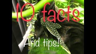 10 facts and tips about the gold nugget pleco