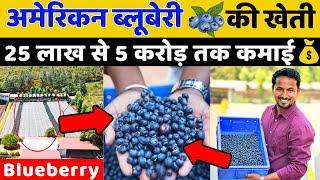 इंडिया में पहली बार अमेरिकन ब्लूबेरी की खेतीBlueberry Farming Profit || Indian Farmer