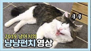 2019 집돌이와 고양이 꿀잼 영상 모음 (치순 붕가붕가 포함)