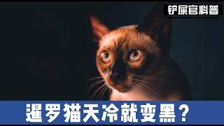 暹罗猫天冷就变黑？铲屎官做错了什么？暹罗猫饲养