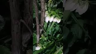 섬초롱