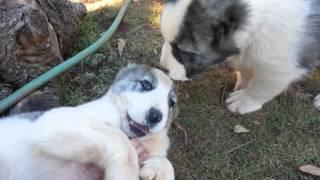 ALABAI PUPPIES FOR SALE (January 2016 SC, USA)