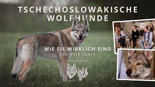 Tschechoslowakische Wolfhunde - Wie Sie wirklich sind - Ein Portrait