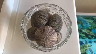 How to clean urchins. And how NOT to clean urchins. My success and fail on getting these guys clean!
