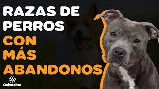 TOP 10 DE LAS RAZAS DE PERROS MAS ABANDONADAS