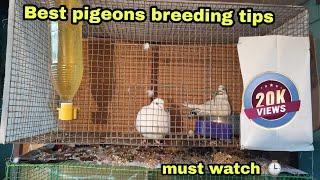 Best pigeon breeding tips and tricks | tamil | pura valarpu | Pr Pigeons