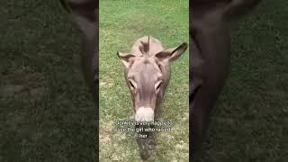 Best animal reactions to seeing their owners #animals #nature #facts #nice #clips #shorts