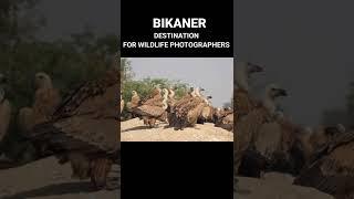 Jorbeer Vulture  Reserve situated  to Bikaner  city of Rajasthan