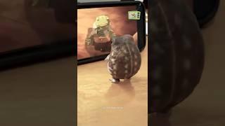 These 3 Cute Animal Clips Will Make Your Day!  #cute #unexpected #funnymoments