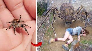 Baby Cute Dogs And Cats Grow Up | Spider Grows Up 2024 #13