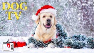 TV for Dog in Christmas Season: Top Video Entertain for Deep Relax for DogChristmas Music For Dog