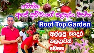 මෙන්න අපේ අම්මාගේ පළතුරු වත්ත - Roof Top Garden - අල්ලපු ගෙදර පලදාවත් මෙහෙ | Rangana De Silva