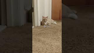 Could you hear it #cat #sounds #funny #lukedavidsonshorts #hearing #famousshorts #comedyinfluencer