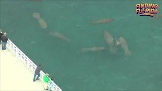 Learn about Florida's gentle giants at Manatee Lagoon