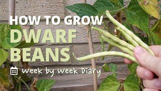 How to Grow Dwarf Beans in Only 10 Weeks | Week by Week Diary