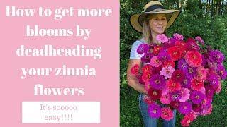 How to get more blooms by deadheading your zinnia flowers