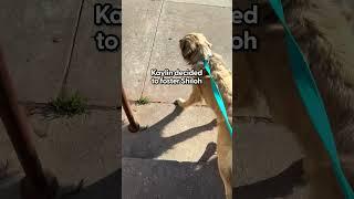 Dog Who Got Left Behind By His Family Gets A New Lease On Life | The Dodo
