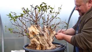 Copy of Is That Even Possible - Bonsai by Graham Potter