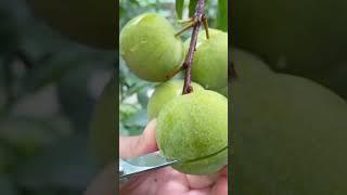 Green Plum #satisfying #amazing #fruitcutting #yummy #plum #fruit #shorts #fyp #viralvideo #fresh