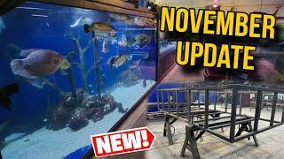 Early November Update: Fish, Tanks, and More