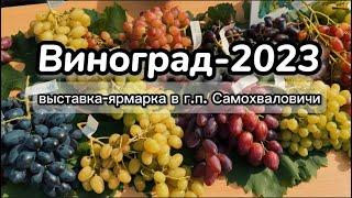 Виноград 2023: Интересные моменты выставки в Самохваловичах