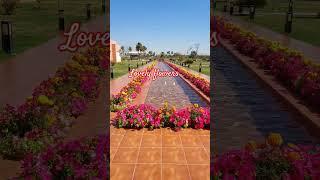 Beautiful flowers#shortvideo #youtubeshort#flowers in the garden #viewers #plz like,subscribe &share