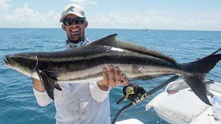 Offshore Cobia Fishing with Epic Shark Action