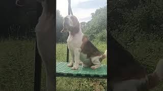 Beagle import lines stud service available 7598120005