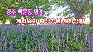 경주 맥문동 명소 계림숲과 황성공원 개화상황  #황성공원 #계림숲 #경주가볼만한곳