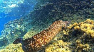 ΜΕΓΑΛΗ ΣΜΕΡΝΑ ΣΤΟ ΨΑΡΟΝΤΟΥΦΕΚΟ - SPEARFISHING A BIG MORAY EEL