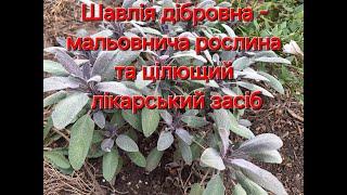 Шавлія дібровна поєднує цілющі лікарські властивості та декоративну красу