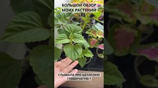 КОЛЕУСЫ, САЛЬВИЯ МАДЖИК РЭД, ЦЕЛЛОЗИЯ ГРЕБЕНЧАТАЯ, ПОМИДОРЫ