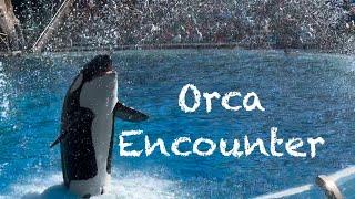 Orca Encounter 4K Full Show 2024 @ Sea World San Diego