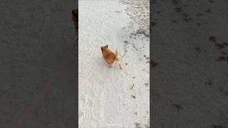 go the beach ️ #pets #cute #chihuahua #puppy #dog