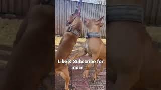 How to give your puppy exercise. #how #howto #puppy #cute #viral #viralshorts #apbt #workingdogs